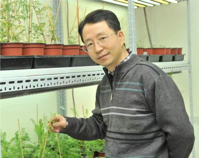 必赢3003no1线路检测中心创新论坛第一千二百六十八讲暨120周年校庆年系列活动：复杂花瓣的发育与进化